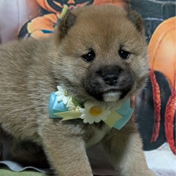 柴犬(豆柴)【岡山県・男の子・2024年9月25日・赤】の写真「ワンワンキャンペーン開催中
プレゼントあります😃」