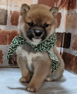 柴犬(豆柴)【岡山県・男の子・2021年11月23日・赤】の写真「両親共豆柴認定犬
元気に、可愛く育ってます😀」