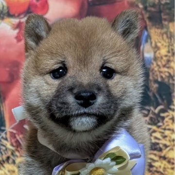 柴犬(豆柴)【岡山県・男の子・2024年9月30日・赤】の写真「可愛いわんちゃんです🥰」