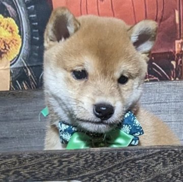 柴犬(豆柴)【岡山県・男の子・2023年10月2日・赤】の写真「両親共豆柴認定犬
両親共遺伝子検査クリア」