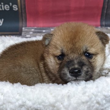 柴犬(豆柴)【岡山県・女の子・2022年12月24日・赤】の写真「両親共豆柴認定犬
両親共遺伝子検査クリア」