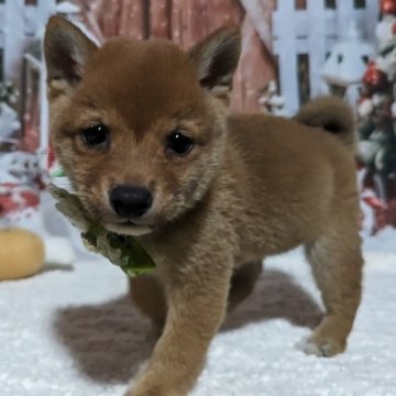 柴犬(豆柴)【岡山県・男の子・2023年10月2日・赤】の写真「両親共豆柴認定犬
両親共遺伝子検査クリア」