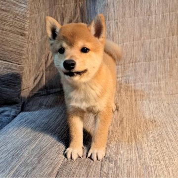 柴犬(豆柴)【岡山県・男の子・2024年9月5日・赤】の写真「可愛いわんちゃんですよ😊」