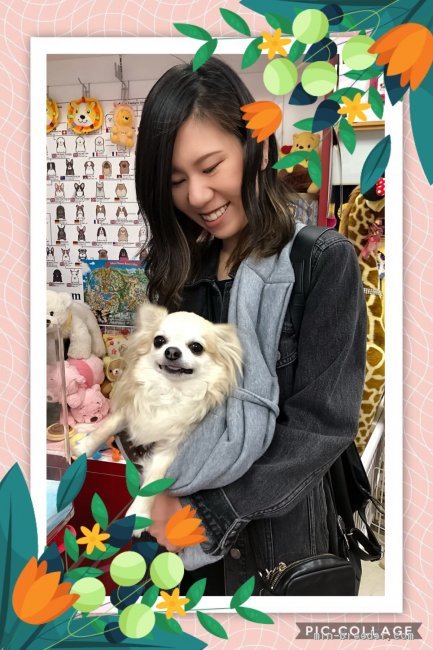 安田里麻ブリーダーのブログ：ジュリアちゃんに出逢えて毎日幸せ👩🎉🐶