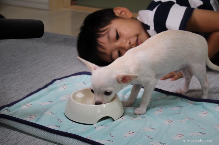 安田里麻ブリーダーのブログ：テレビ放映日は8月に決定🐶👨📺