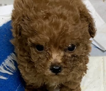 トイプードル(ティーカップ)【福岡県・男の子・2019年12月14日・レッド】の写真「脚が短い、サイズも小ぶりな可愛い子です」