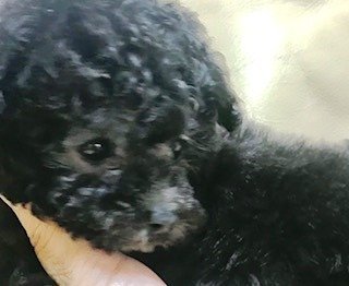 トイプードル(ティーカップ)【福岡県・男の子・2017年10月15日・シルバーの小さい男の子】の写真「脚が短くお顔が可愛い男の子」