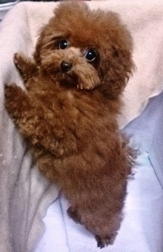 トイプードル(ティーカップ)【福岡県・女の子・2014年5月28日・レッド】の写真「超小さい子です」