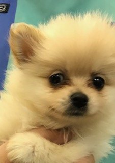 ポメラニアン【福岡県・女の子・2017年10月9日・クリーム】の写真「お鼻が短くお顔の可愛い子です」