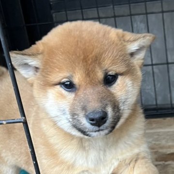 柴犬(標準サイズ)【京都府・女の子・2024年11月28日・赤】の写真「先胎が支部展1席複数、昨年全展で4席、今年5席」