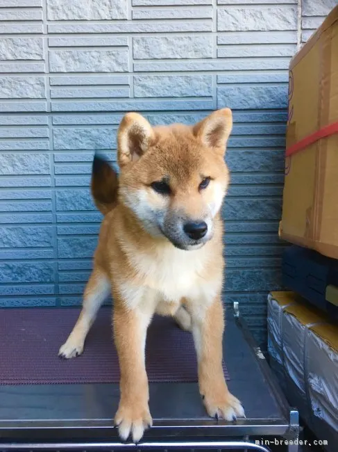 ID：1809-00480の子犬