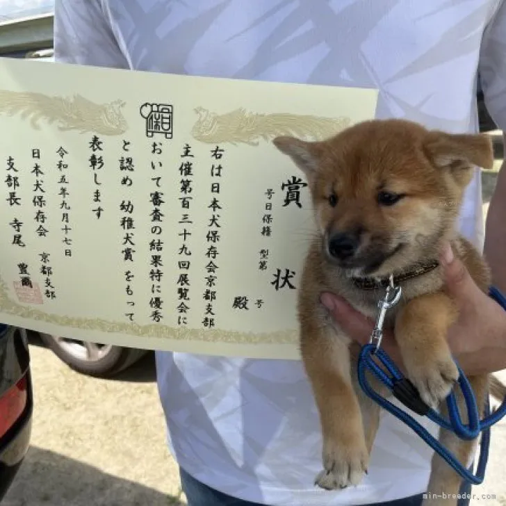 ID:2308-02954の子犬