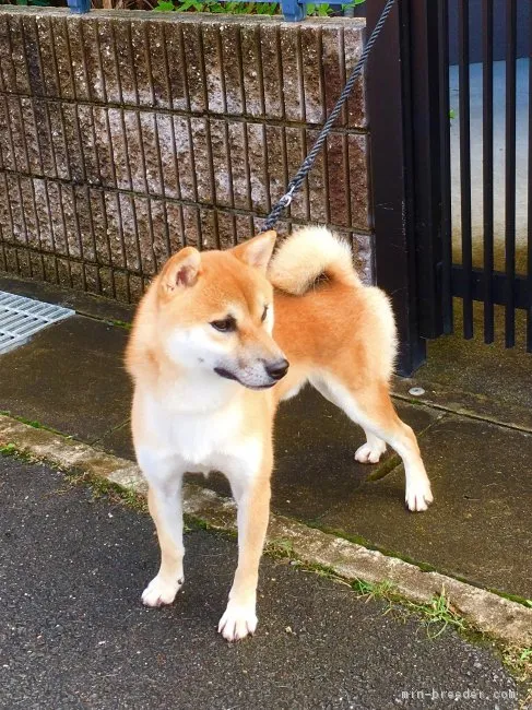 ID:1711-00229の子犬