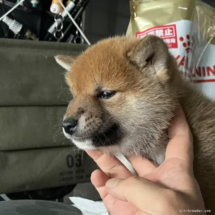 ID：2404-01338の子犬