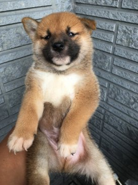 柴犬(標準サイズ)【京都府・男の子・2021年8月3日・赤】の写真「紅王神×純犬紅丸直仔の素晴らしい1頭」