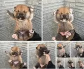 柴犬(標準サイズ)【京都府・男の子・2024年3月17日・赤】の写真5「成長記録」