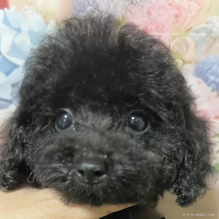 ID:2508-03697の子犬