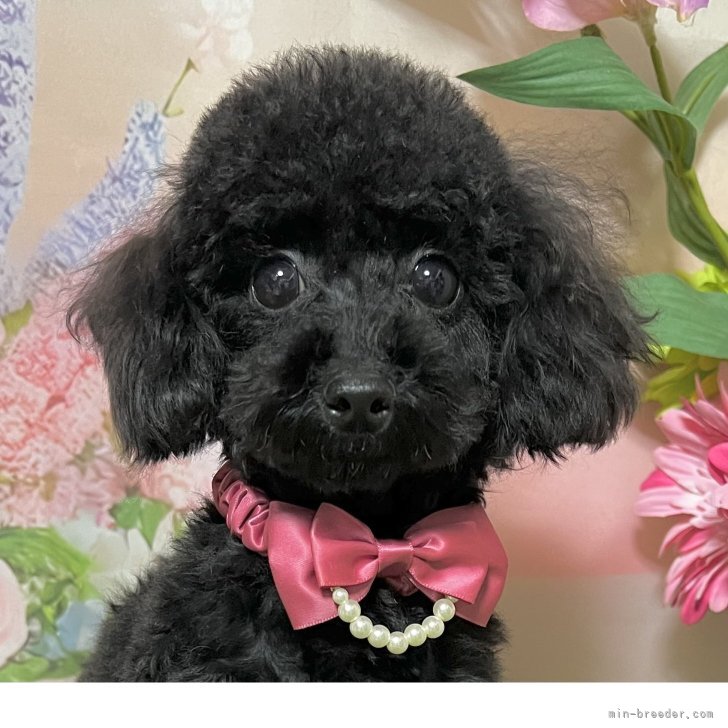 ブリーダー画像