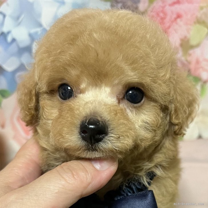 ブリーダー画像