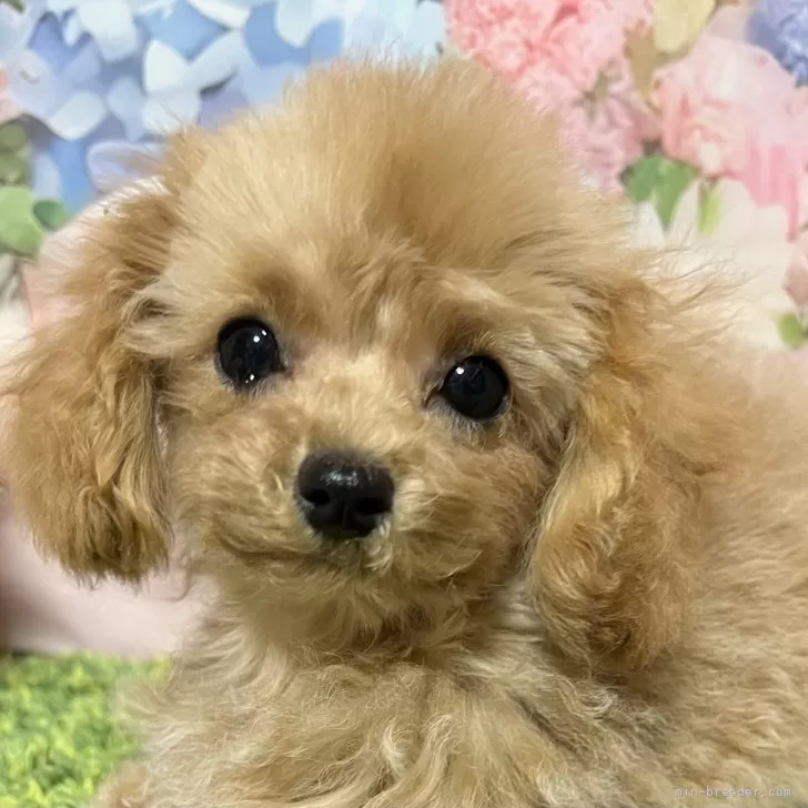 loulou 様のお迎えした子犬