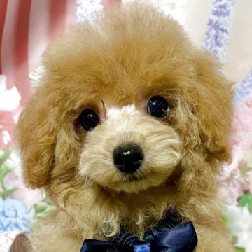 タイニープードル【岡山県・男の子・2025年7月11日・レッド】の写真「お目目クリクリ見るだけで癒される存在感!」