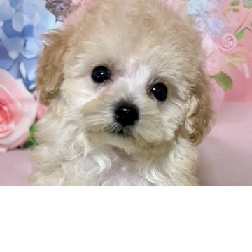 トイプードル(ティーカップ)【岡山県・女の子・2025年4月13日・クリーム】の写真「愛くるしさ満点の癒しワンコ。」