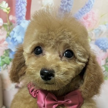 タイニープードル【岡山県・女の子・2025年7月27日・レッド】の写真「おっとりとした美人さん。」