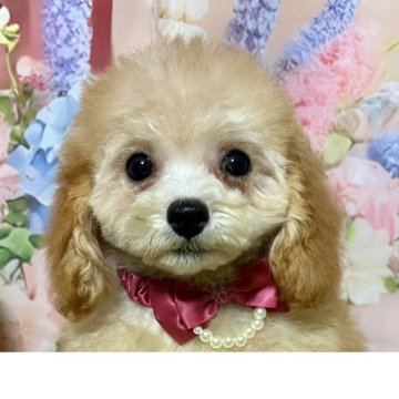 タイニープードル【岡山県・女の子・2025年7月27日・アプリコット】の写真「淡い薄めのカラーの女の子！!」