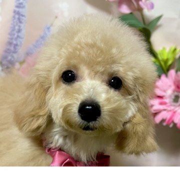 トイプードル(タイニー)【岡山県・女の子・2025年6月29日・アプリコット】の写真「写真写りが悪いのですが実物は可愛いんです。」