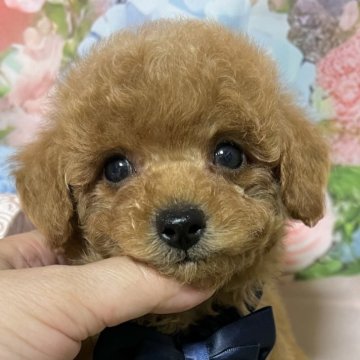 トイプードル(タイニー)【岡山県・男の子・2025年7月11日・レッド】の写真「おめめキラキラのプリンス君。」