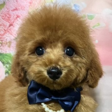 トイプードル(タイニー)【岡山県・男の子・2025年7月14日・レッド】の写真「胸にワンポイントの甘えん坊僕ちゃん！」