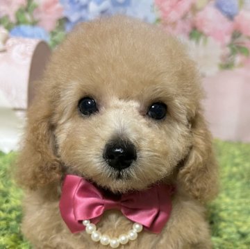 トイプードル(タイニー)【岡山県・女の子・2025年6月29日・アプリコット】の写真「写真写りが悪いのですが実物は可愛いんです！」