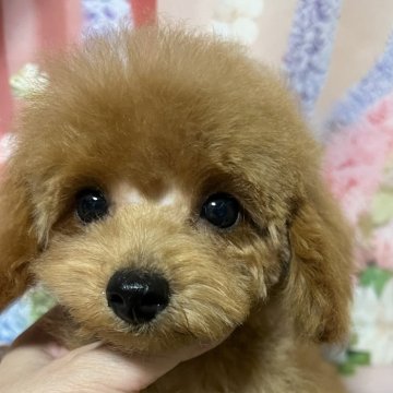 タイニープードル【岡山県・男の子・2025年7月11日・レッド】の写真「おめめキラキラのプリンス君！」