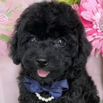 タイニープードル【岡山県・男の子・2025年6月17日・ブラック】の写真「毛量が多く大人しめの男の子」