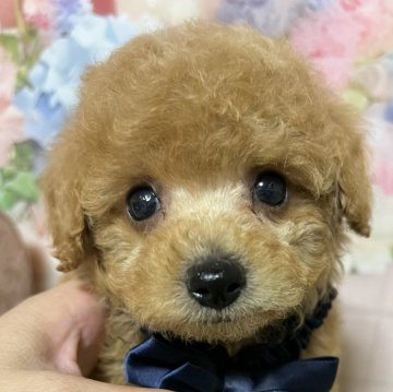 トイプードル(タイニー)【岡山県・男の子・2025年7月11日・レッド】の写真「お目目クリクリ見るだけで癒される存在感。」
