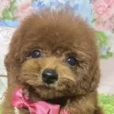 ティーカッププードル