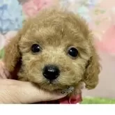 タイニープードル