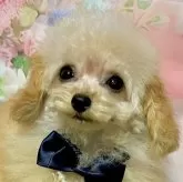 ティーカッププードル