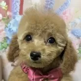 タイニープードル