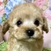 タイニープードル