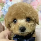 タイニープードル