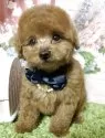 タイニープードル【岡山県・男の子・2025年6月17日・レッド】の写真7