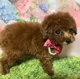 ティーカッププードル【岡山県・女の子・2025年6月11日・レッド】の写真9