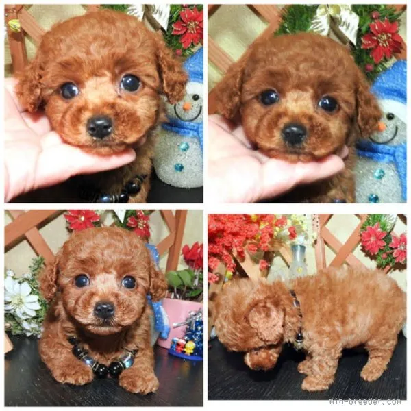 ID:1511-01095の子犬