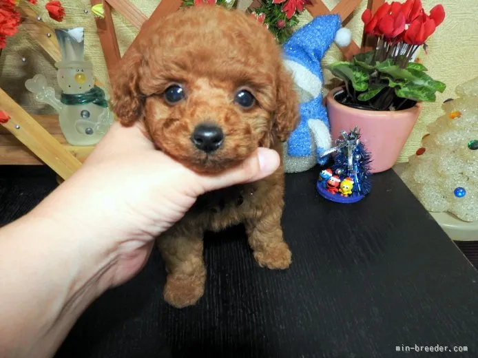 ID:1511-01092の子犬
