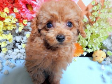 トイプードル(ティーカップ)【岡山県・男の子・2015年11月4日・レッド】の写真「小さくて優しい男の子です」