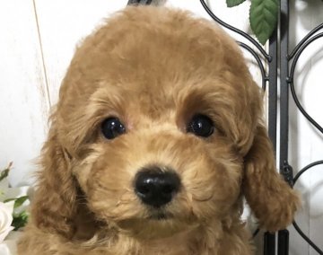 トイプードル(トイ)【岡山県・男の子・2018年11月23日・レッド】の写真「優しく可愛い性格♬」