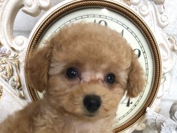 トイプードル(タイニー)【岡山県・男の子・2020年7月31日・アプリコット】の写真「優しく大人しい僕」