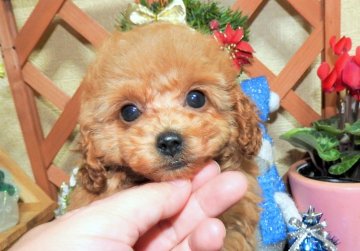 トイプードル(タイニー)【岡山県・女の子・2015年10月3日・アプリコット】の写真「マズルは短くとても可愛いお顔の女の子です」