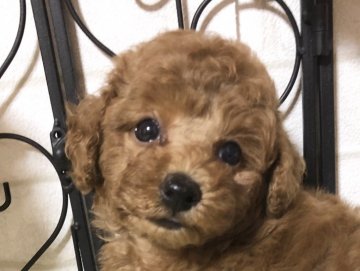 トイプードル(タイニー)【岡山県・女の子・2019年5月16日・レッド】の写真「これからまだ可愛くなります！」